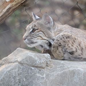 Maryland Wilderness - Bobcat