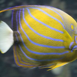 Ring angelfish - Pomachanthus annularis