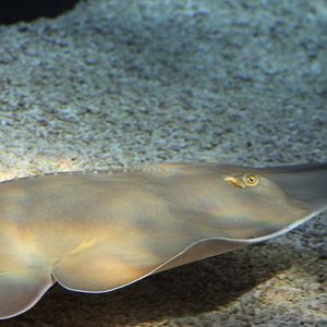 Guitarfish