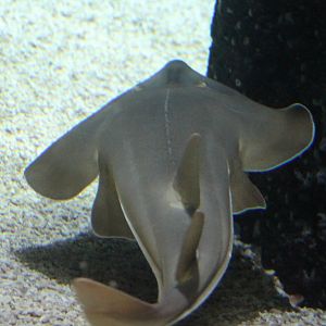 Guitarfish