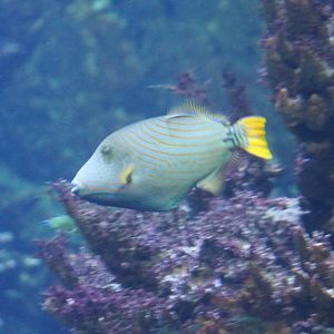 Orange-lined triggerfish