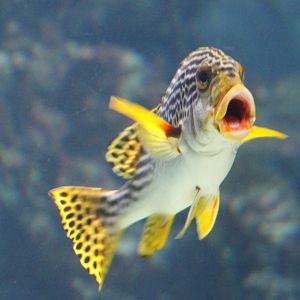 Yellow-banded sweetlips - Plectorhinchus lineatus