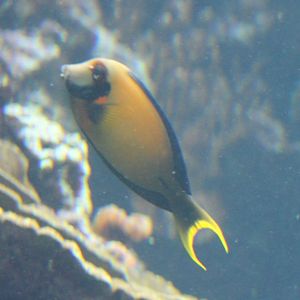 Mimic surgeonfish