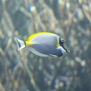 Achanthurus leucosternon