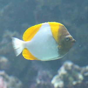 Pyramid butterflyfish - Hemitaurichthys polylepis