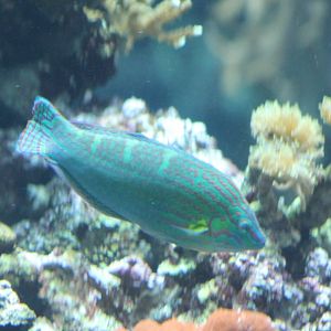 Hoeven's Wrasse - Halichoeres melanurus