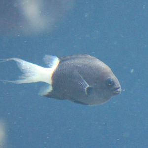 Chromis margaritifer