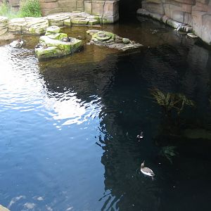 Tierpark Hagenbeck - Arctic aviary