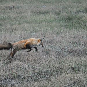 Red Fox hunting Lemmings - Alaska