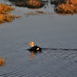 King Eider - Alaska