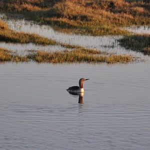 Red-throated Loon.  Alaska
