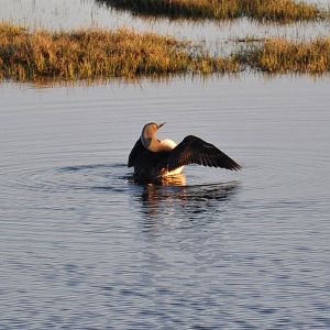 Red-Throated Loon.  Alaska.
