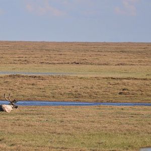 Caribou - Alaska