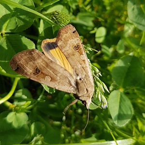 Large yellow underwing - Noctua pronuba