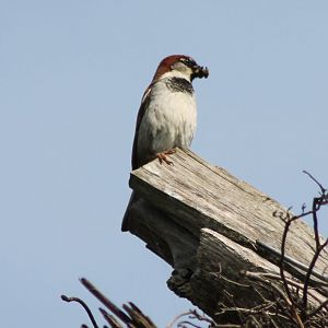 House sparrow