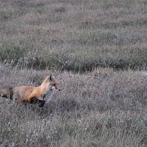 Red Fox hunting Lemmings - Alaska