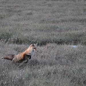 Red Fox hunting Lemmings - Alaska