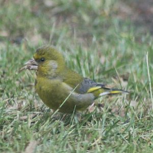 Greenfinch