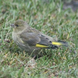 Young Greenfinch