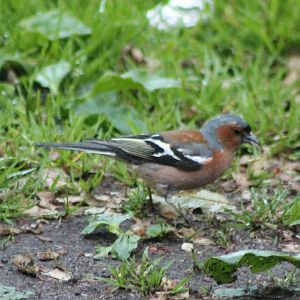 Chaffinch