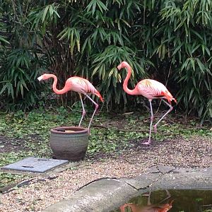 American Flamingos??