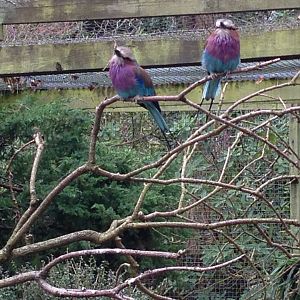 Lilac-Breasted Rollers