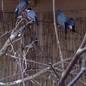 Java Sparrows