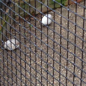 Chinese-Painted Quails? (ID Please)