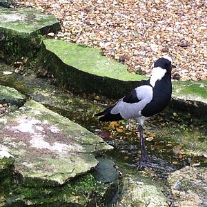 Blacksmith Lapwing