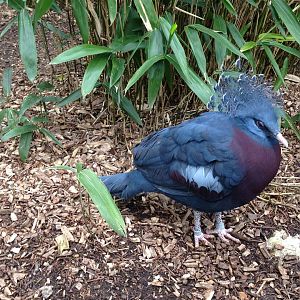 Victoria Crowned Pigeon