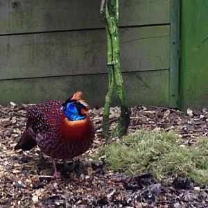 Temminck's Tragopan