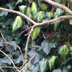 Greater Necklaced Laughingthrush