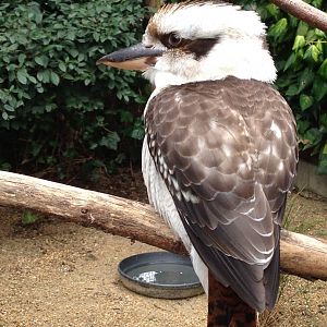 Laughing Kookaburra