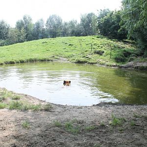 Pool in Brown bear-enclosure