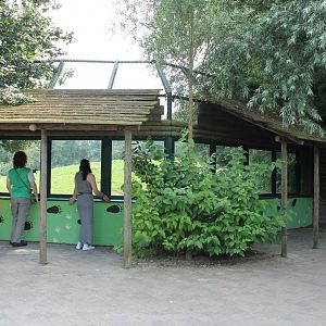 Viewing-window Brown bear