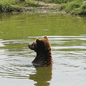 Brown bear