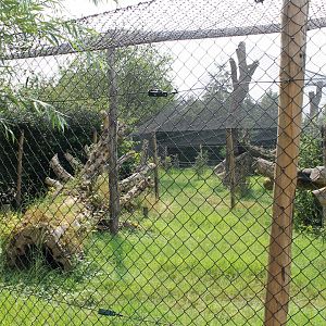 Enclosure European lynx