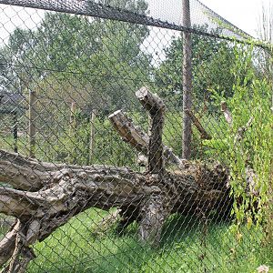 Enclosure European lynx