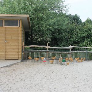 Chicken-enclosure