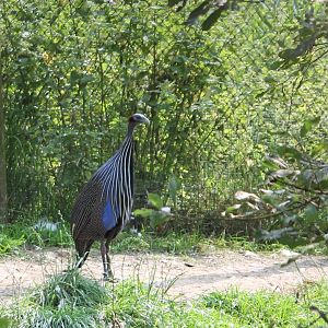 Vulturine guineafowl