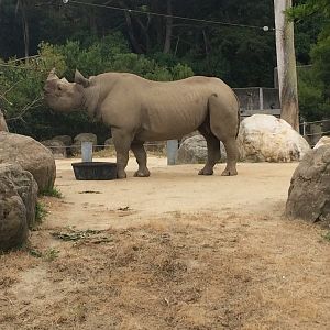 Boone the Black Rhino