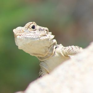 Hardun - Stellagama stellio