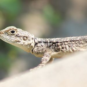 Hardun - Stellagama stellio