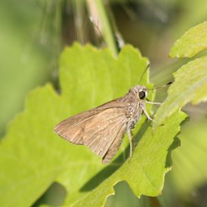 Borbo skipper ( Borbo borbonica )
