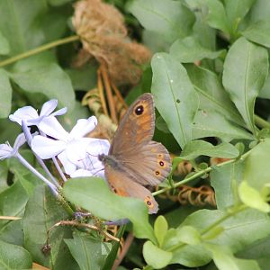 Large wall brown ( Lasiommata maera )