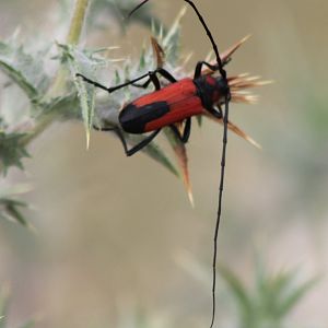 Longhorn beetle - Purpuricenus species ( prop. budensis )