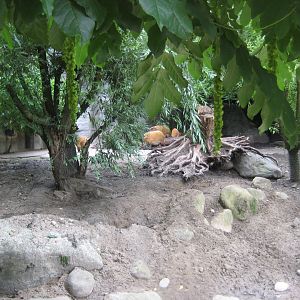 Tierpark Hagenbeck - Red river hog exhibit