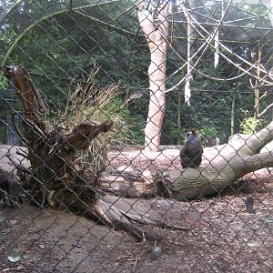 Tierpark Hagenbeck - Mandrill exhibit
