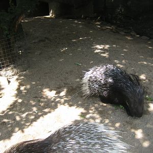 Tierpark Hagenbeck - Porcupine exhibit