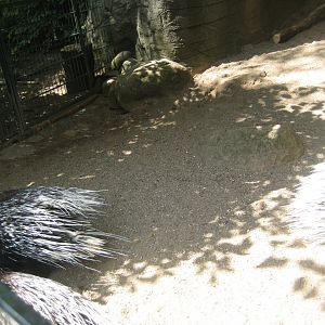 Tierpark Hagenbeck - Porcupine exhibit